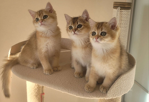 Объявление: Золотые британские короткошерстные котята, 35 000 руб., Самара