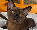 Кошки в других городах Московской области: Котята Европейской бурмы Девочка, 80 000 руб. - фото 1