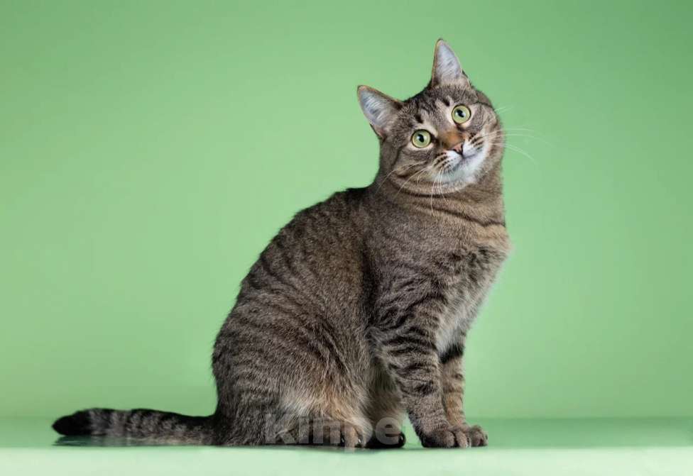 Кошки в Москве: Маша быстро наведет порядок и уют в вашем доме Девочка, Бесплатно - фото 2