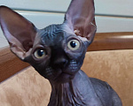 Кошки в Москве: Котята канадского сфинкса Мальчик, 45 000 руб. - фото 4
