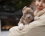 Собаки в Москве: Американский булли покет Девочка, 250 000 руб. - фото 2