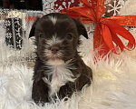 Собаки в Москве: Цветной йорк Мальчик, 65 000 руб. - фото 3