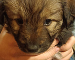 Собаки в Батайске: Щенок-девочка Девочка, 1 руб. - фото 1
