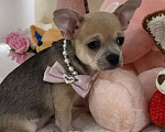 Собаки в Москве: девочка чихуахуа гш крупный стандарт Девочка, 60 000 руб. - фото 6