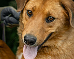 Собаки в Балашихе: Солнечный рыжий пёс Патат 3,5 года из приюта Мальчик, Бесплатно - фото 9