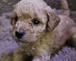 Собаки в других городах Московской области: Щенки той пудель Девочка, 40 000 руб. - фото 1