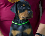 Собаки в Москве: Щенок добермана  Девочка, 100 000 руб. - фото 1