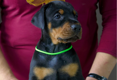 Щенок добермана 