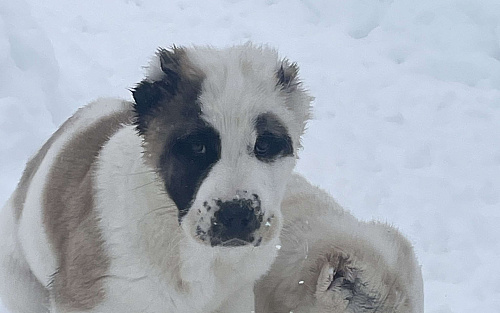 Среднеазиатская овчарка, алабай, щенок
