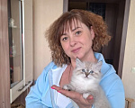 Кошки в Кохме: Невская маскарадная девочка Девочка, 42 000 руб. - фото 9