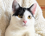 Кошки в Москве: Котёнок Смурфик ищет семью! Мальчик, Бесплатно - фото 10