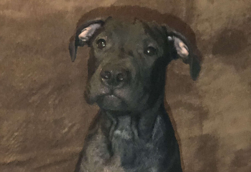 Щенок американского питбультерьера 