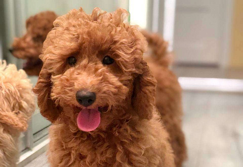 Миниатюрный пудель Айва