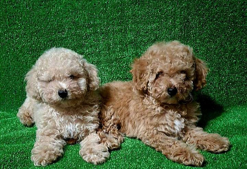 Той пудель девочка