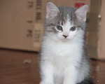 Кошки в Губкине: Ласковые котята в добрые руки Девочка, Бесплатно - фото 4