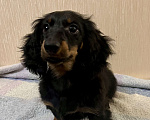 Собаки в Москве: Черно-подпалый мальчик длинношерстной таксы Мальчик, 50 000 руб. - фото 4