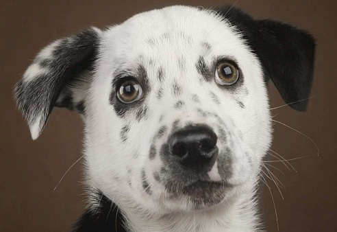 Щенок в добрый руки