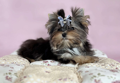 Девочка Мэсси йорктиз ( НРКА)