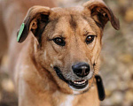 Собаки в Балашихе: Яркий рыжий пёс Абрикос 3,5 года из приюта Мальчик, Бесплатно - фото 8
