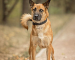 Собаки в Москве: Рыжик Мальчик, Бесплатно - фото 6
