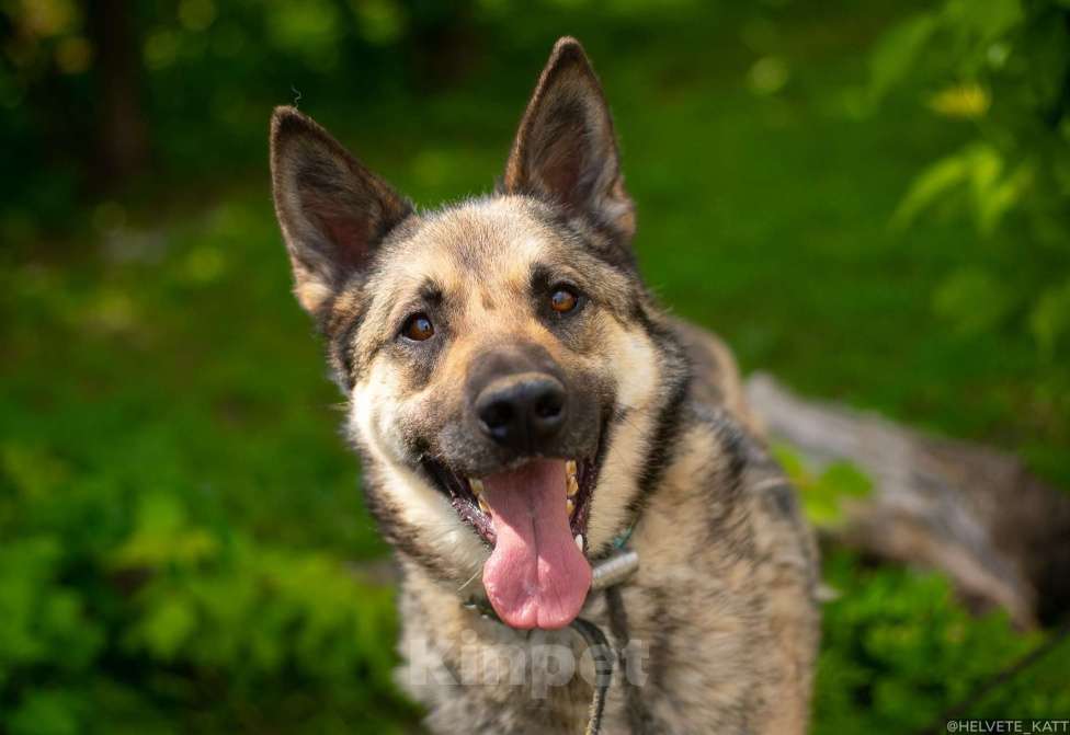 Собаки в Москве: Веселый Тим ищет дом!  Мальчик, Бесплатно - фото 1