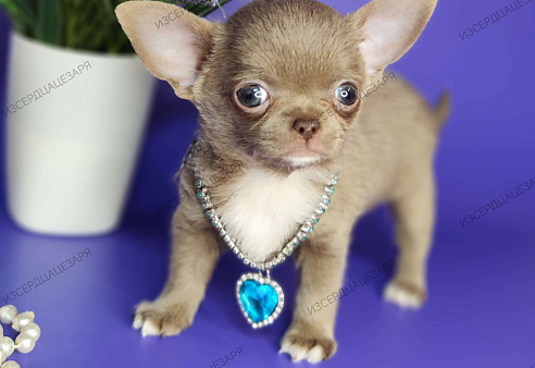 Мини чихуахуа мальчик лилового окраса 