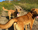 Собаки в Балашихе: Яркий рыжий пёс Абрикос 3,5 года из приюта Мальчик, Бесплатно - фото 10