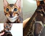 Кошки в Москве: Бенгальский мальчик  Мальчик, 30 000 руб. - фото 1