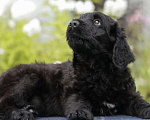 Собаки в Санкт-Петербурге: Русский черный терьер  Девочка, 45 000 руб. - фото 1