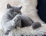 Кошки в Москве: Голубой британский кот. Крупный. Мальчик, 60 000 руб. - фото 3