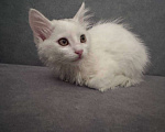 Кошки в Ставрополе: Кошечка малышка котенок 2,5 месяца кошка белая Девочка, Бесплатно - фото 2