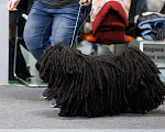 Собаки в Москве: Собака с дредами. Щенки пули - собака миллиардеров Мальчик, 250 000 руб. - фото 3