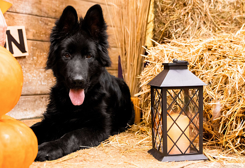 Немецкая Овчарка;