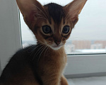 Кошки в Мытищах: Абиссинские котята в домашние любимцы Мальчик 2 Мальчик, 45 000 руб. - фото 4