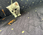 Кошки в Москве: Котенок скотиш страйт  Девочка, 10 000 руб. - фото 3