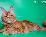 Кошки в других городах Воронежской области: Guinevere Dark Flame Девочка, 50 000 руб. - фото 3