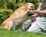 Собаки в Щелково: Малыш Митч ищет дом Мальчик, Бесплатно - фото 5