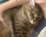 Кошки в Красноармейске: Потерялся кот  Мальчик, 150 руб. - фото 1
