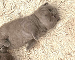 Кошки в Москве: Британский котенок  Мальчик, Бесплатно - фото 5