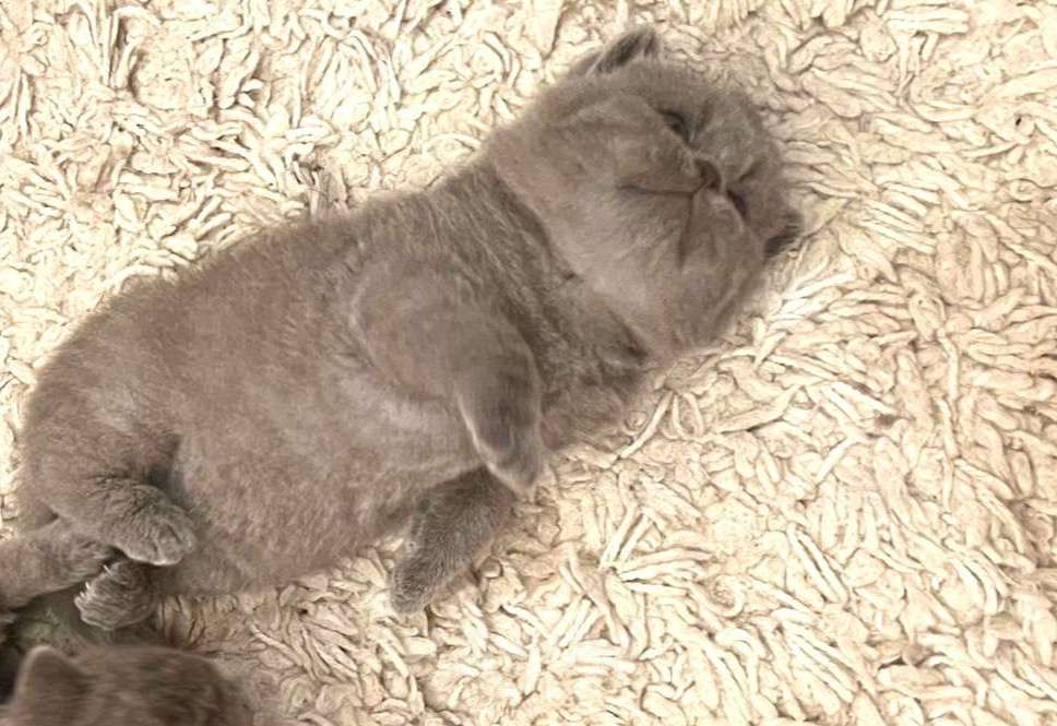 Кошки в Москве: Британский котенок  Мальчик, Бесплатно - фото 5