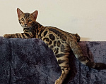 Кошки в Анапе: Бенгальский котенок  Мальчик, 18 000 руб. - фото 4