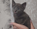 Кошки в Воронеже: Отдам котёнка в добрые руки Девочка, Бесплатно - фото 1