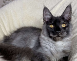 Кошки в Дмитрове: Черный дымчатый мальчик мейн кун Vitas Мальчик, 40 000 руб. - фото 1