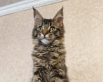 Кошки в Москве: Котята Мейн-Кун из питомника Девочка Девочка, 37 000 руб. - фото 4