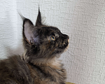 Кошки в Симферополе: Котята Мейн-кун Девочка, 15 000 руб. - фото 1