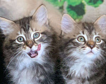 Кошки в Перми: Чудесные чистокровные сибирские котята Мальчик, 45 000 руб. - фото 7