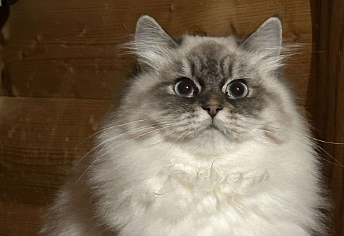 Девочка блю-тебби-пойнт