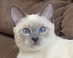 Кошки в Москве: Тайский котик, окрас блю-пойнт Мальчик, Бесплатно - фото 1