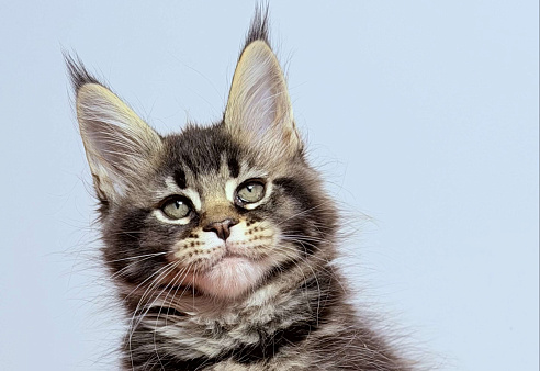 Эффектная кокетка