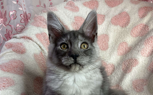 Черная дымчатая девочка мейн кун Adel